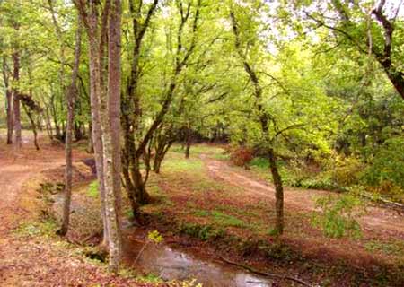 Beautiful land part of Dungannon Farm in Virginia